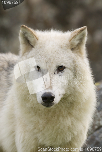 Image of Gray Wolf