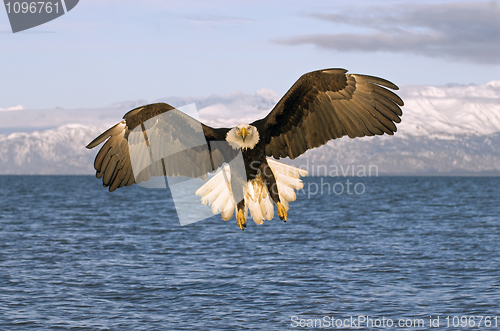 Image of American Bald Eagle