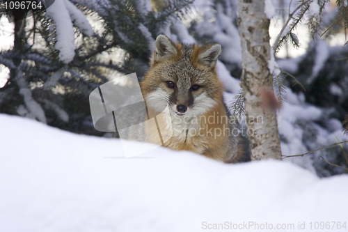 Image of Gray Fox