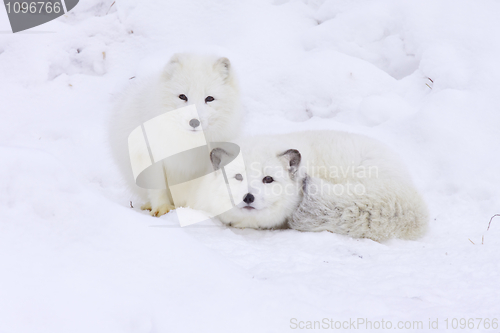 Image of Arctic Fox