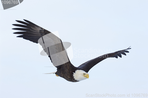 Image of Alaskan Bald Eagle