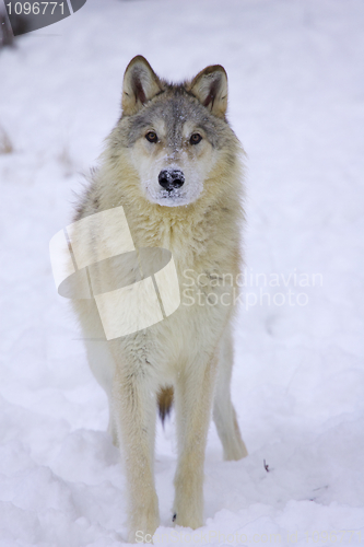 Image of Gray or Arctic Wolf