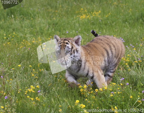 Image of Tiger Cub