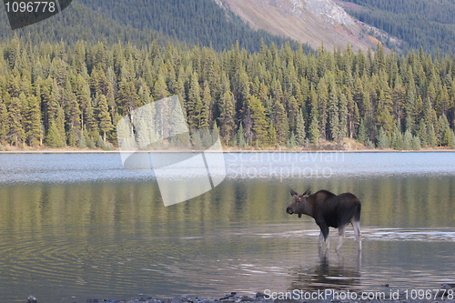 Image of American Moose