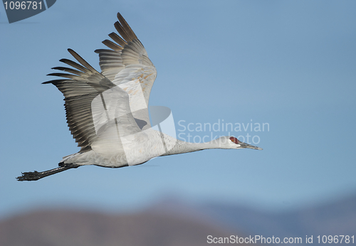 Image of SandHill Crane