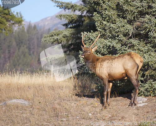 Image of Canadian Elk