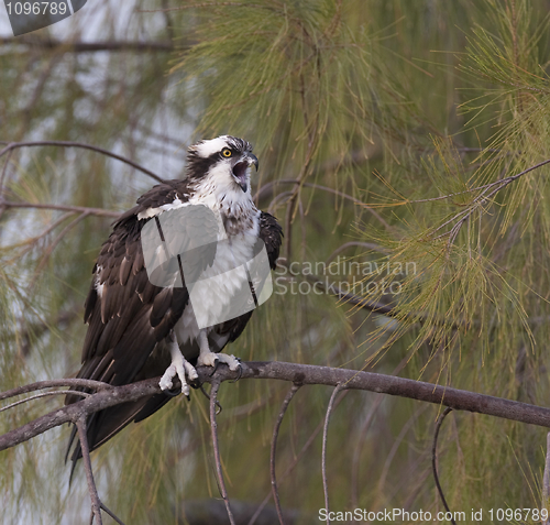 Image of Osprey