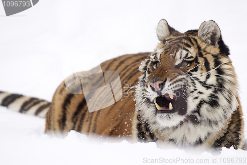 Image of Amur Tiger