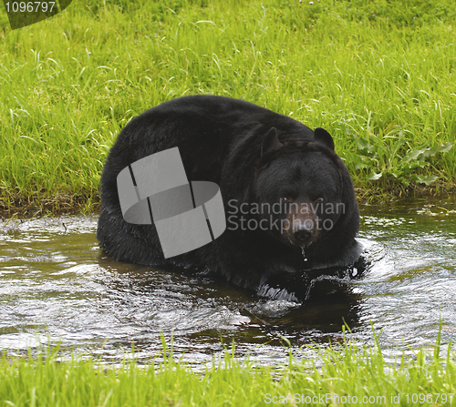 Image of American Black Bear