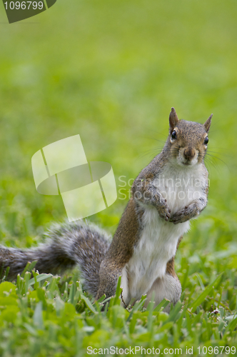 Image of Eastern Gray Squirrel