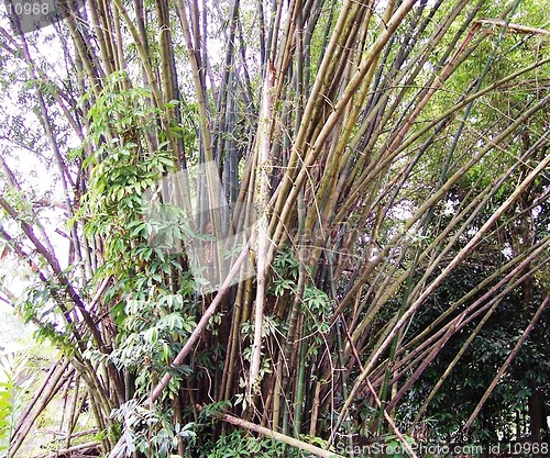 Image of bamboo tree