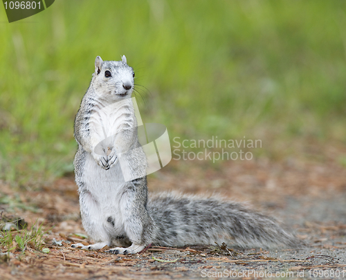Image of Delmarva Peninsular Fox Squirrel 