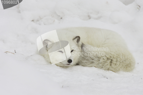 Image of Arctic Fox