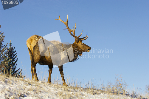 Image of Canadian Elk