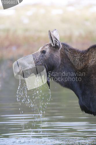 Image of American Moose