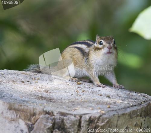 Image of Siberian Chipmunk