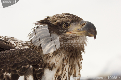 Image of Alaskan Bald Eagle