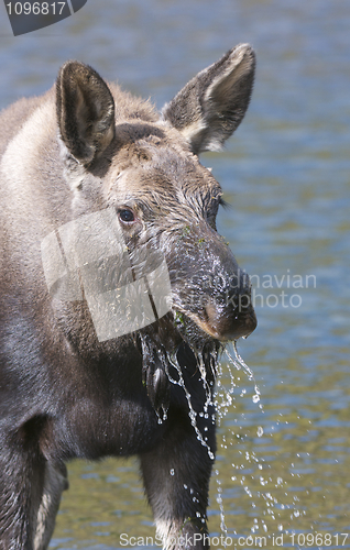 Image of American Moose