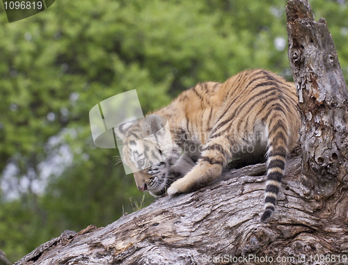 Image of Tiger Cub