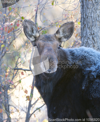 Image of American Moose