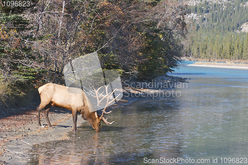 Image of Canadian Elk