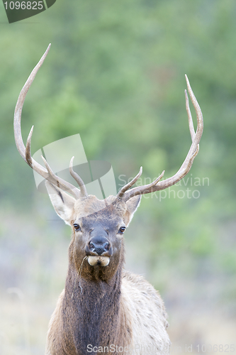 Image of Canadian Elk