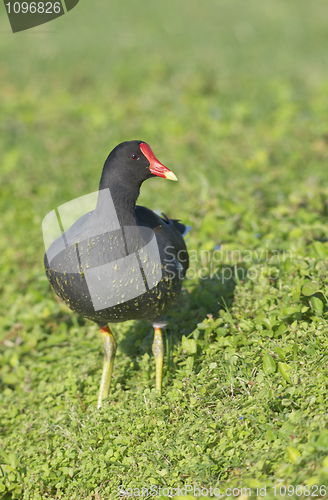 Image of Common Moorhen