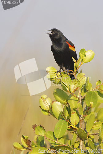 Image of Red-wing Blackbird