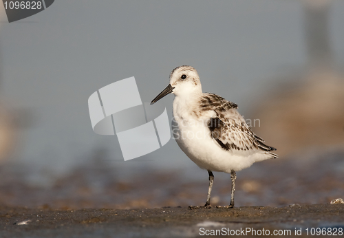 Image of Sanderling