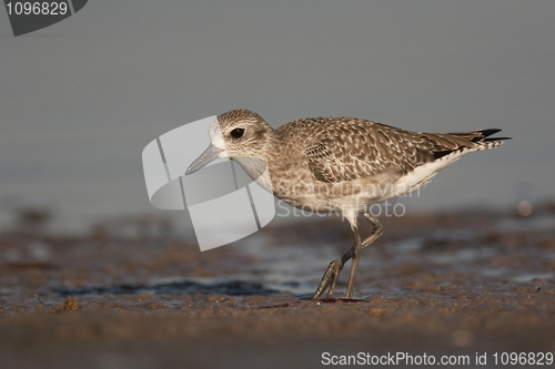 Image of Semipalmated Sandpiper