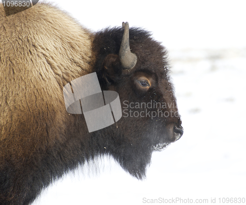 Image of American Bison