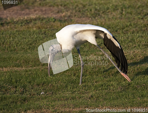 Image of Wood Stork