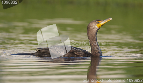 Image of Double-crested Cormorant 