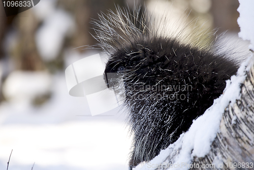 Image of Porcupine