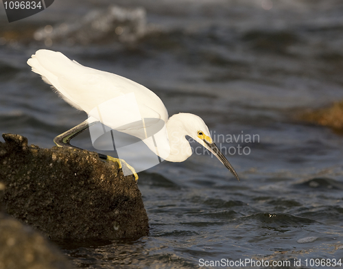 Image of Snowy Egret