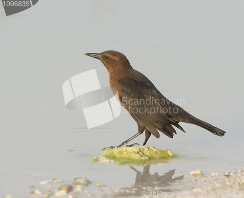 Image of Boattail Grackle