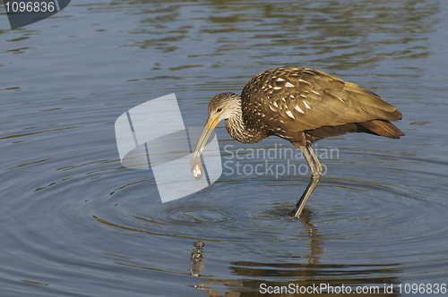 Image of Limpkin