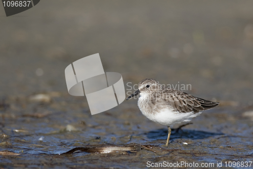 Image of Least Sandpiper