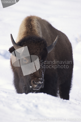 Image of American Bison