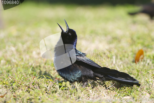 Image of Boat-tail Grackle