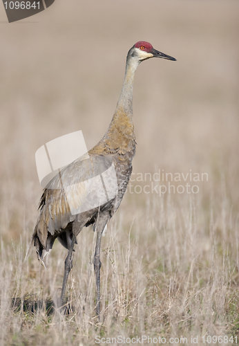 Image of SandHill Crane