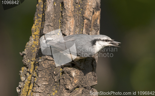 Image of Eurasian Nuthatch