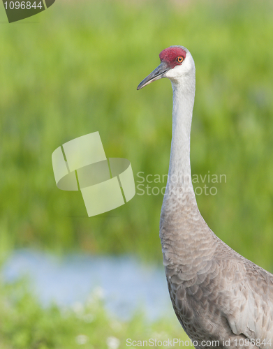 Image of SandHill Crane