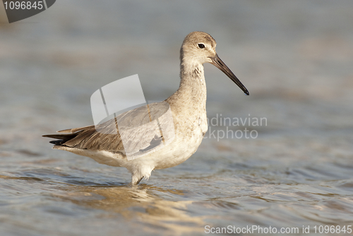 Image of Eastern Willet