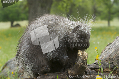 Image of Porcupine