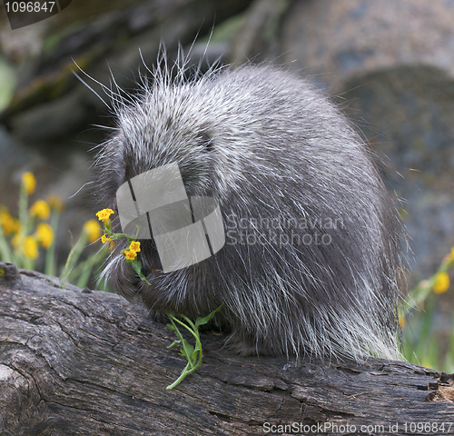 Image of Porcupine