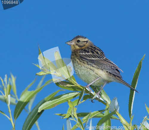 Image of Little Bunting