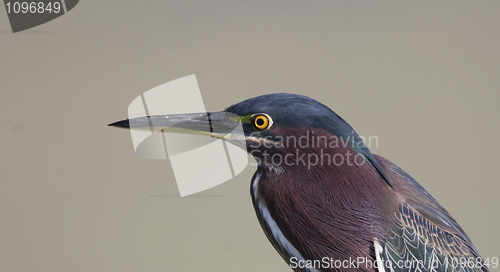 Image of Green Heron