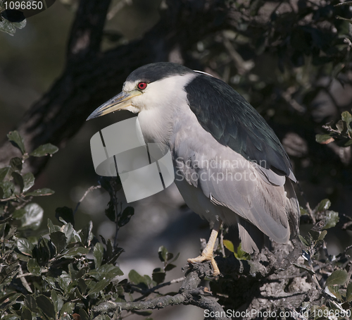 Image of Black-crowned Night Heron