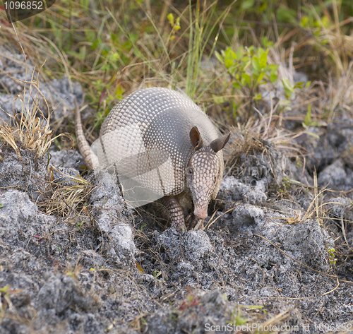 Image of Armadillo